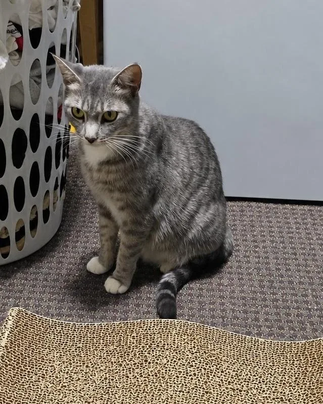 A young medium-sized female Domestic Short Hair cat named Mallow Candy for adoption in Parkville, MD
