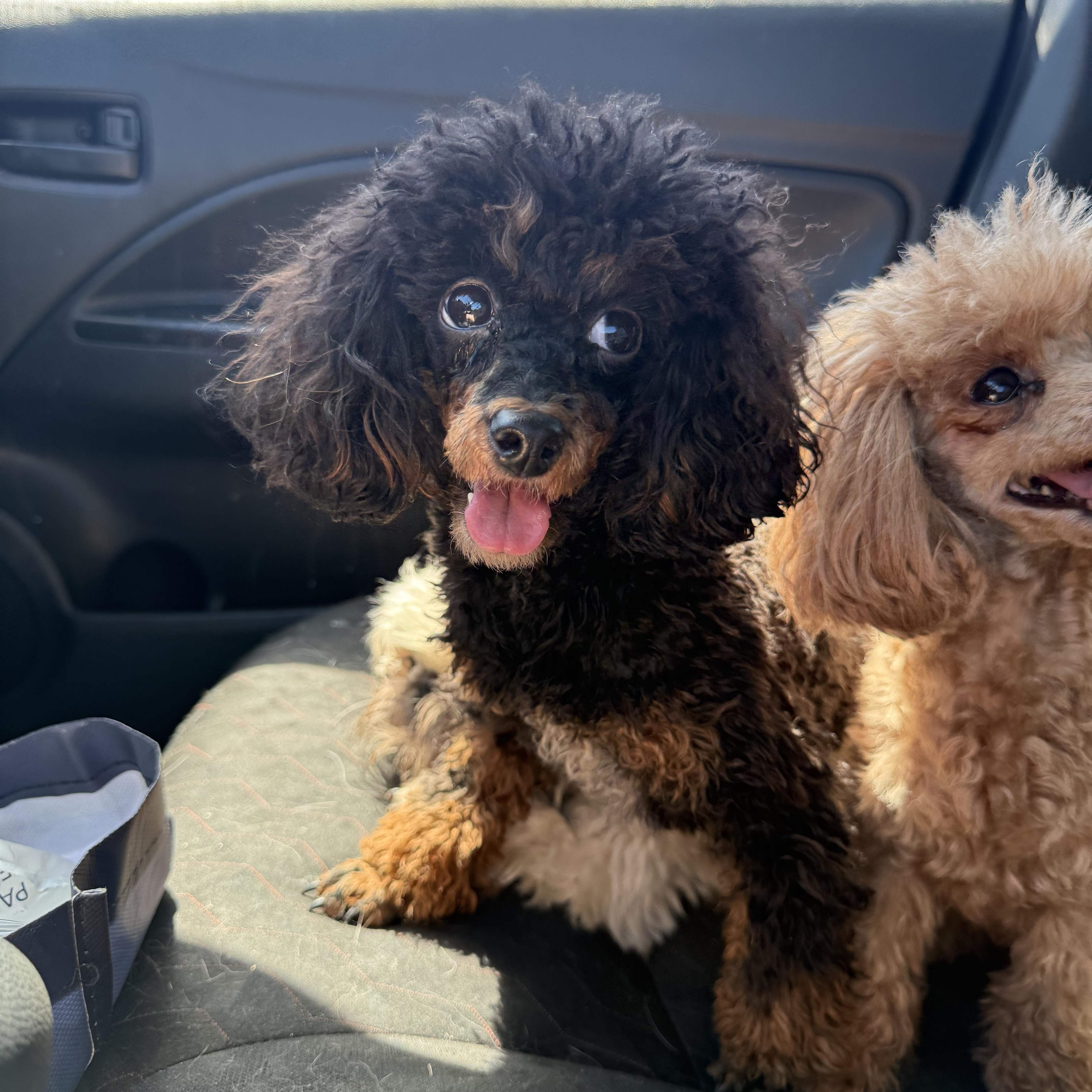 An adult small-sized female Tricolor (Brown, Black, & White) Poodle (Toy) dog named Raven for adoption in Fresno, CA