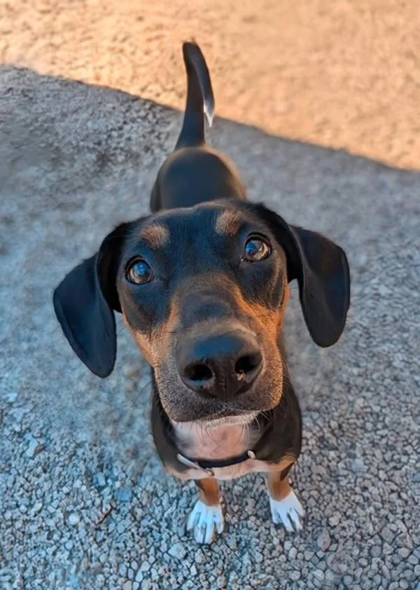 Tippy