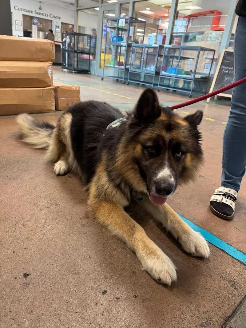 An adult large-sized male German Shepherd Dog dog named Koga for adoption in Van Nuys, CA
