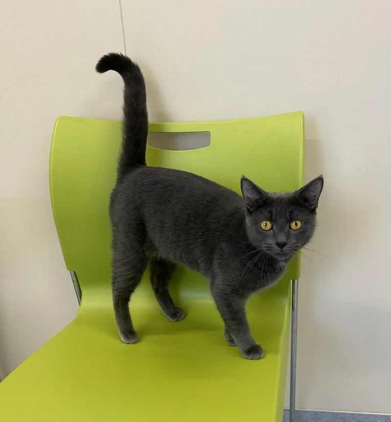 An adult medium-sized female Gray / Blue / Silver Domestic Short Hair cat named Ember for adoption in Arlington, VT