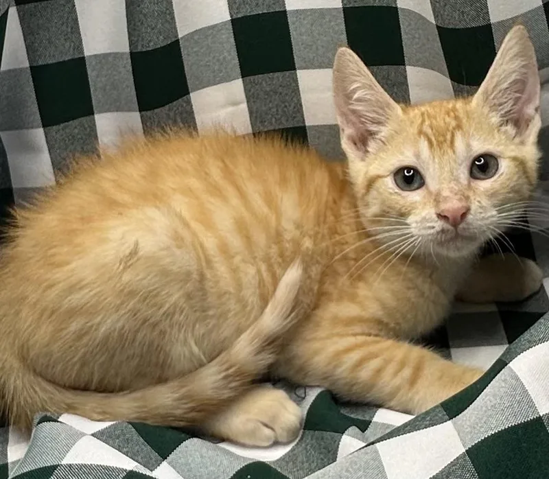 A baby small-sized male Domestic Short Hair cat named Wekosa for adoption in San Diego, CA