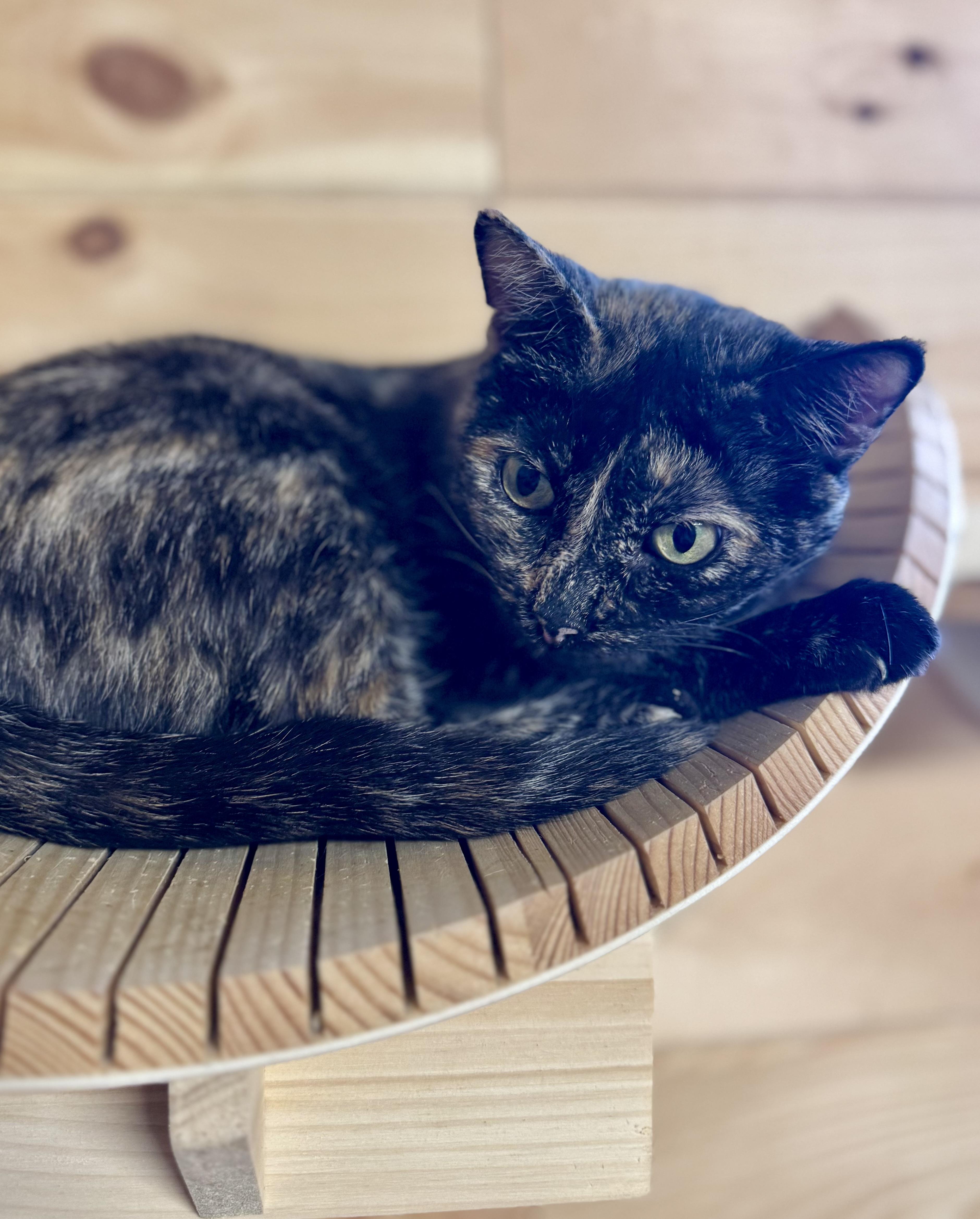 Gabriella thumbnail 2