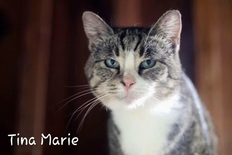 An adult medium-sized female Domestic Short Hair cat named Tina Marie for adoption in Cromwell, KY