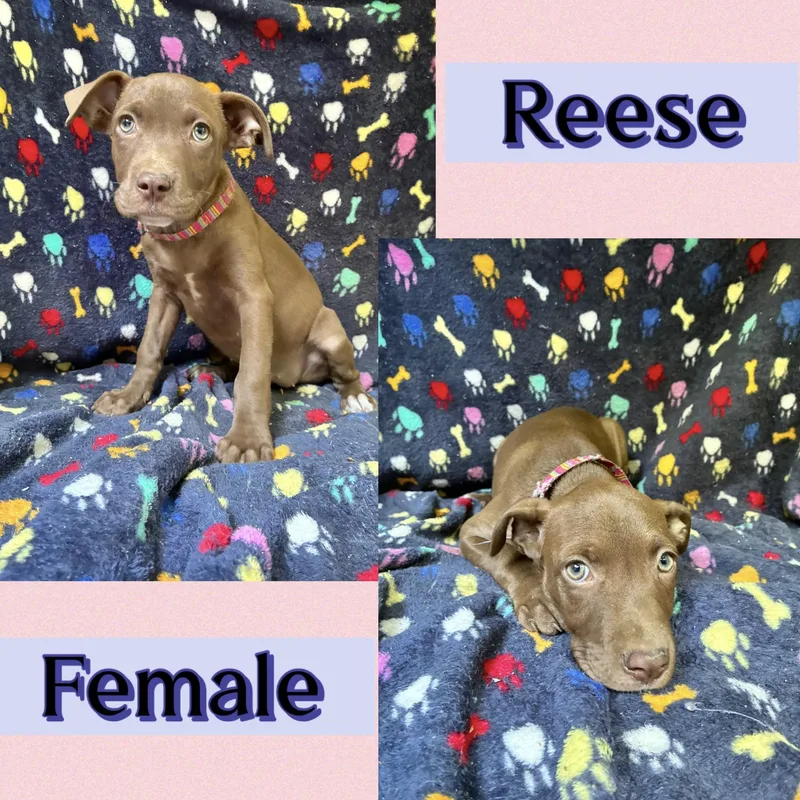 A baby medium-sized female Labrador Retriever dog named Reese for adoption in Manchester, CT