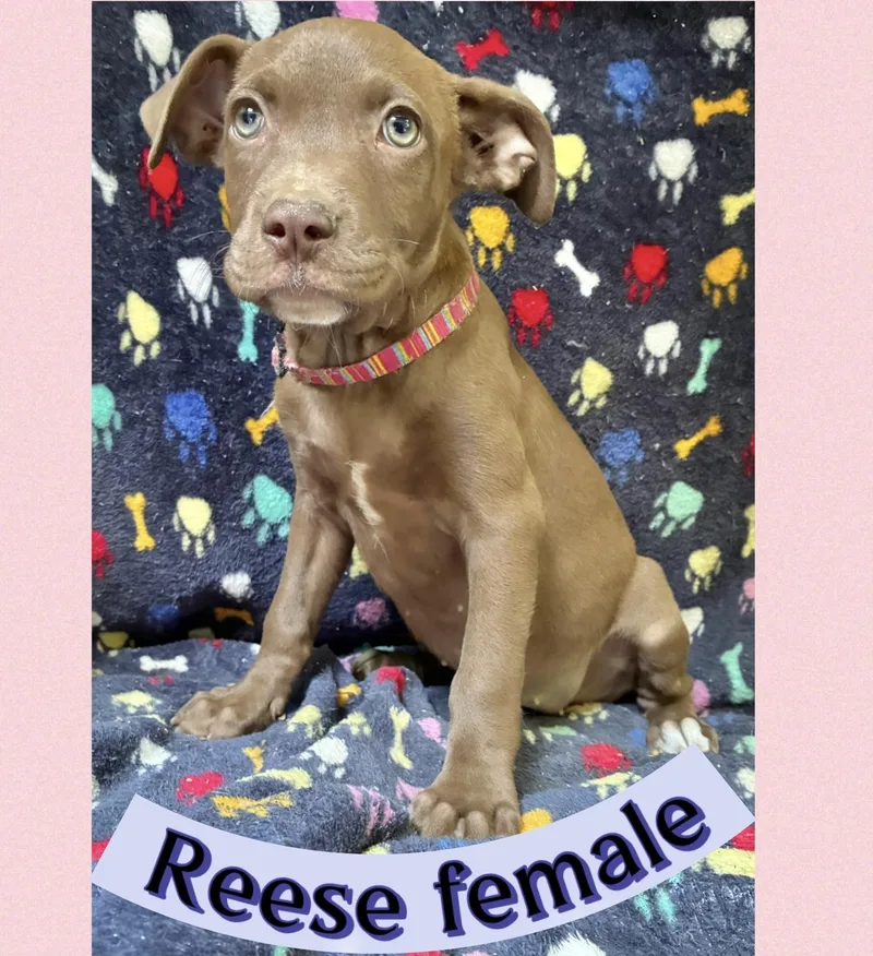 Reese thumbnail 2