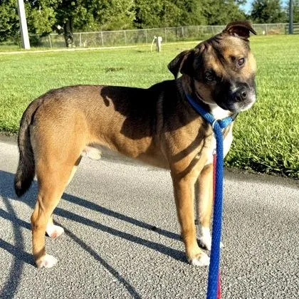 An adult large-sized male Mixed Breed dog named Biscuit for adoption in Vero Beach, FL