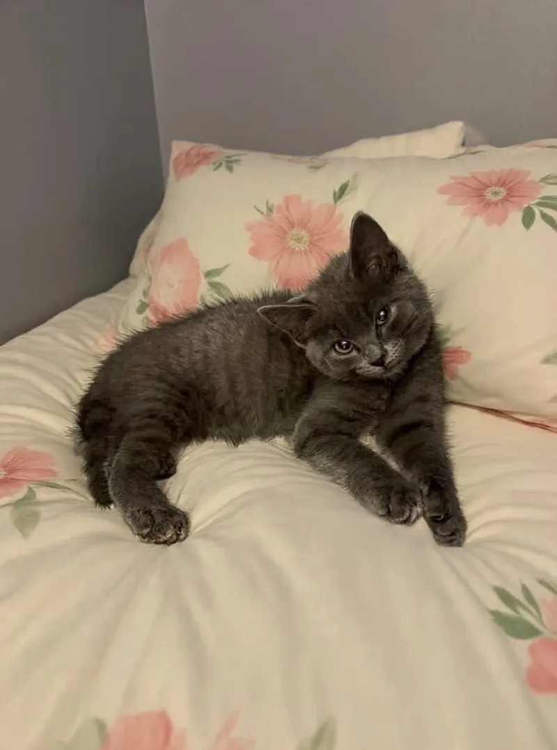 A baby medium-sized female Domestic Short Hair cat named Cheetara for adoption in West Pittston, PA