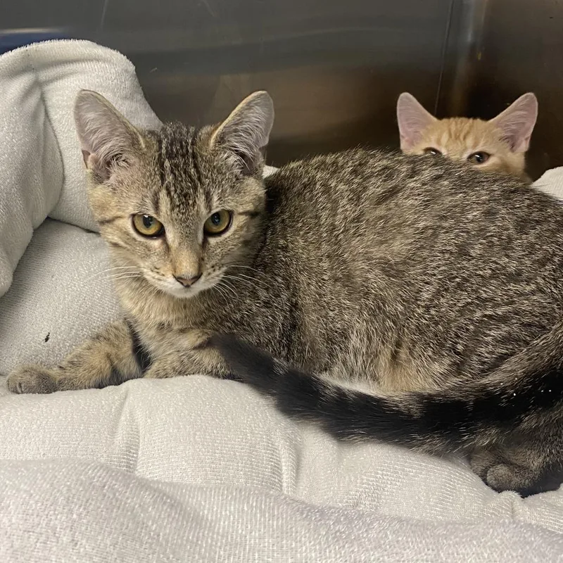 A baby small-sized male Brown / Chocolate Domestic Short Hair cat named Enzo for adoption in Wadena, MN