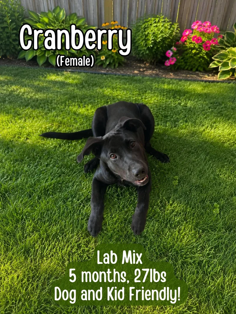 Cranberry thumbnail 2