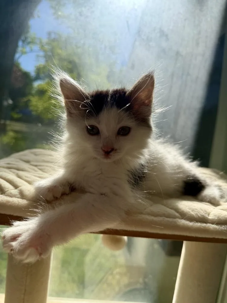 Petunia