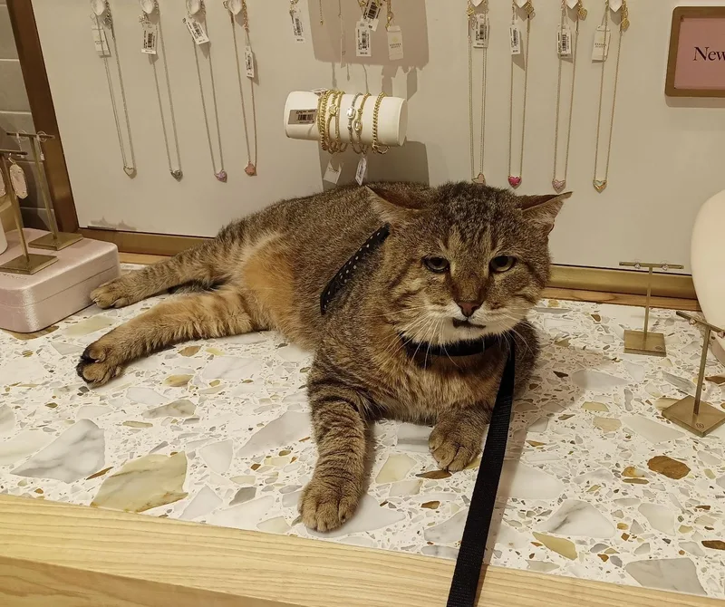 Nunchucks thumbnail 3