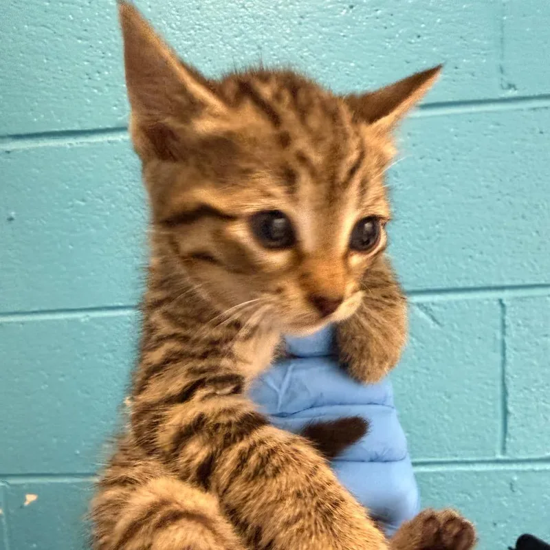 A baby small-sized male Brown / Chocolate Domestic Short Hair cat named Funnel Cake for adoption in Troy, VA