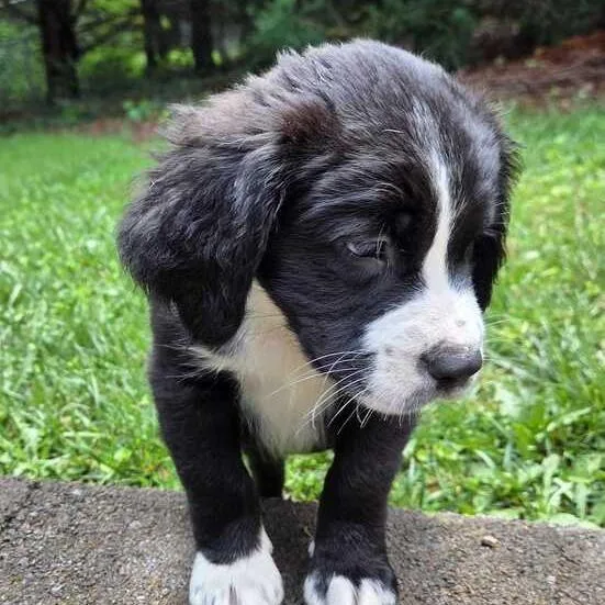 A baby large-sized female White / Cream Bernese Mountain Dog dog named Kimchi for adoption in Johnson City, TN