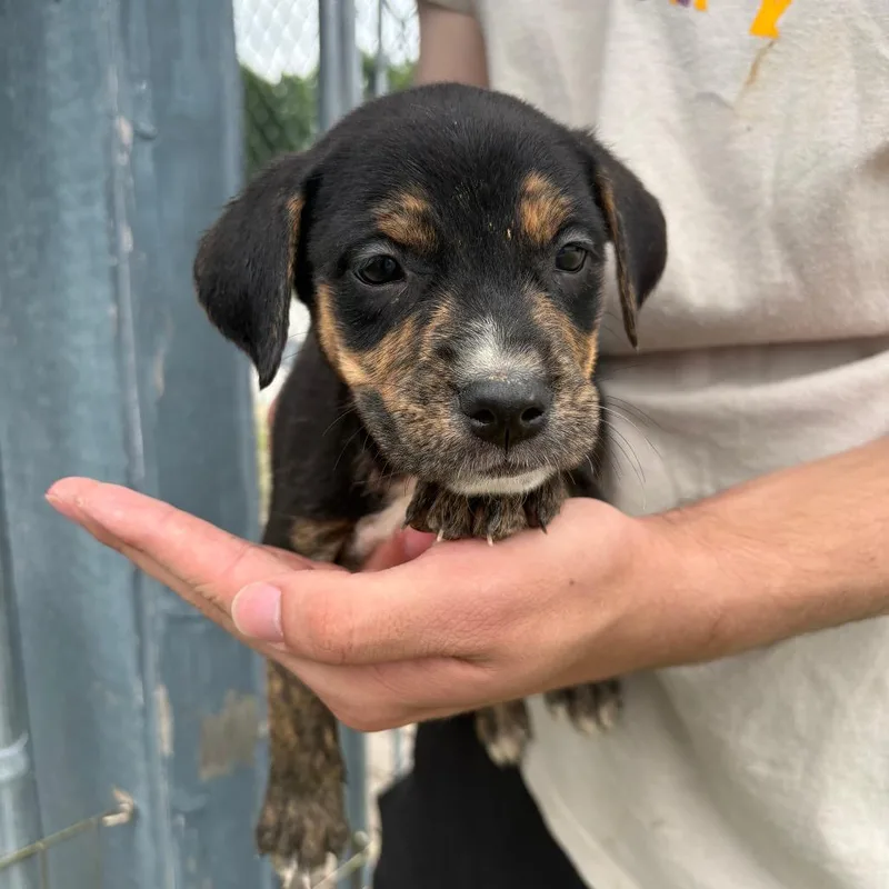 A baby small-sized female Black Mixed Breed dog named Apricot for adoption in Tulsa, OK