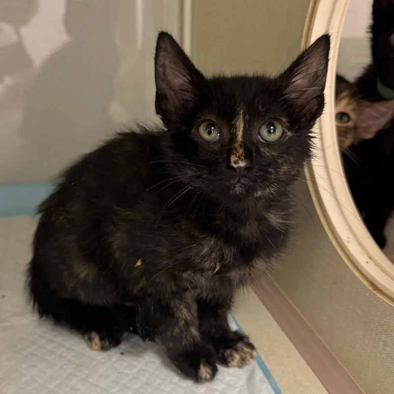 A baby small-sized female Tortoiseshell Domestic Short Hair cat named Peach for adoption in Sunnyvale, CA