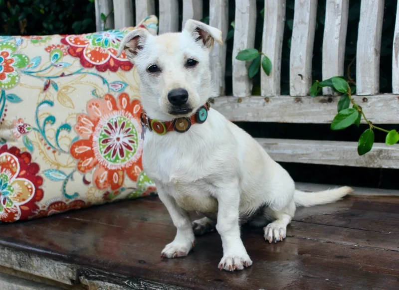 A young small-sized female White / Cream Chihuahua dog named Hopper for adoption