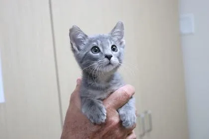 A baby small-sized male Domestic Short Hair cat named Flint for adoption in Brunswick, GA
