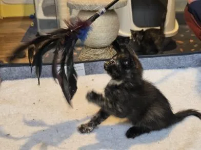 A baby small-sized female Tortoiseshell Domestic Medium Hair cat named Castle for adoption in Liverpool, TX