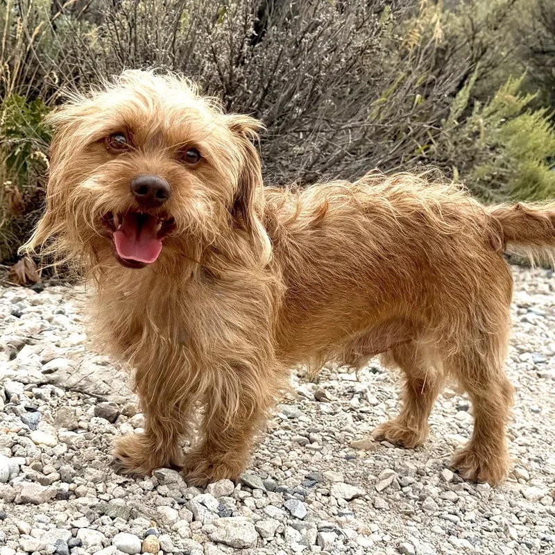 An adult small-sized male Yellow / Tan / Blond / Fawn Mixed Breed dog named Spud for adoption in Park City, UT