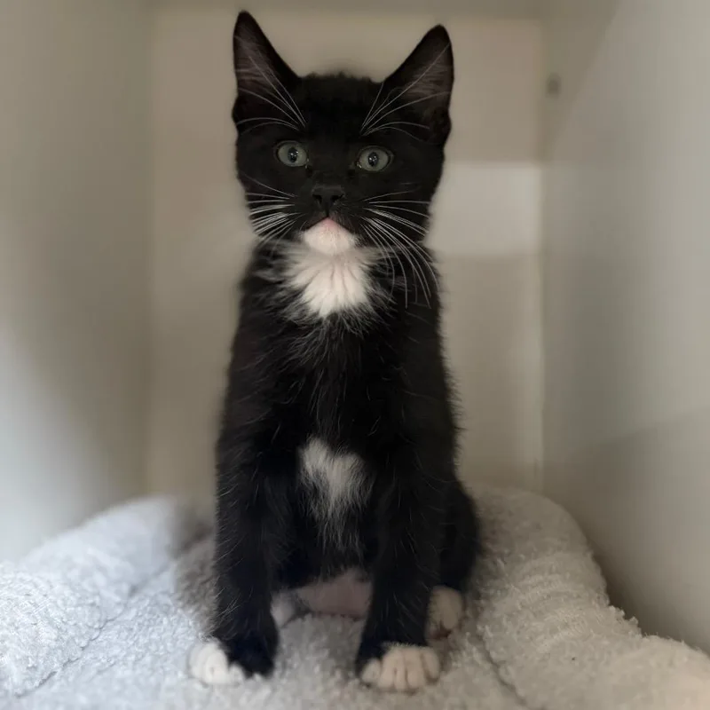 A baby small-sized female Black Domestic Short Hair cat named Rainbow Roll for adoption in Riverside, CA