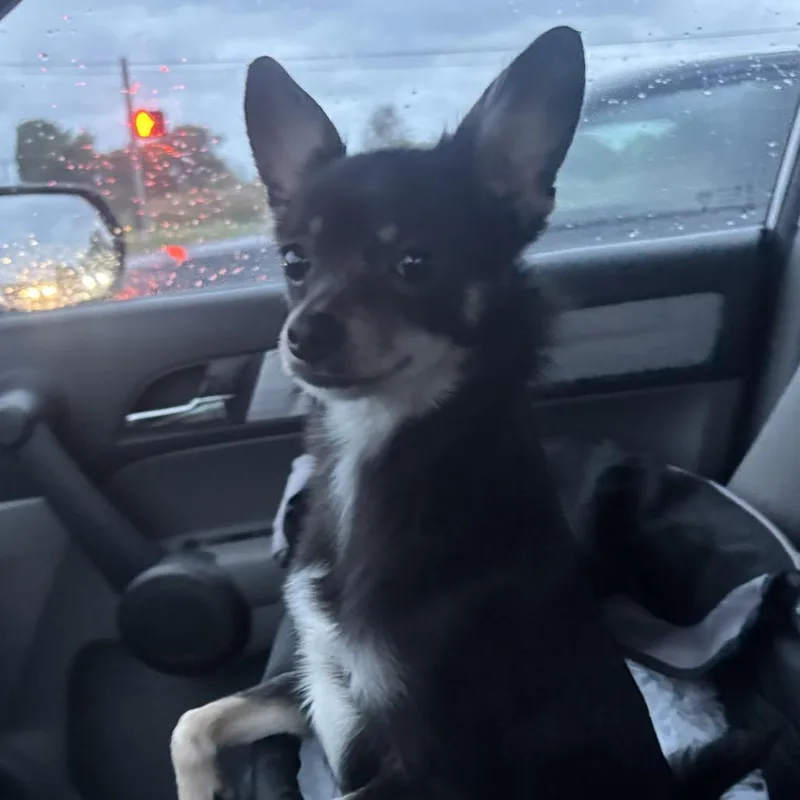 A young small-sized female Chihuahua dog named Lulu C for adoption in Oklahoma City, OK
