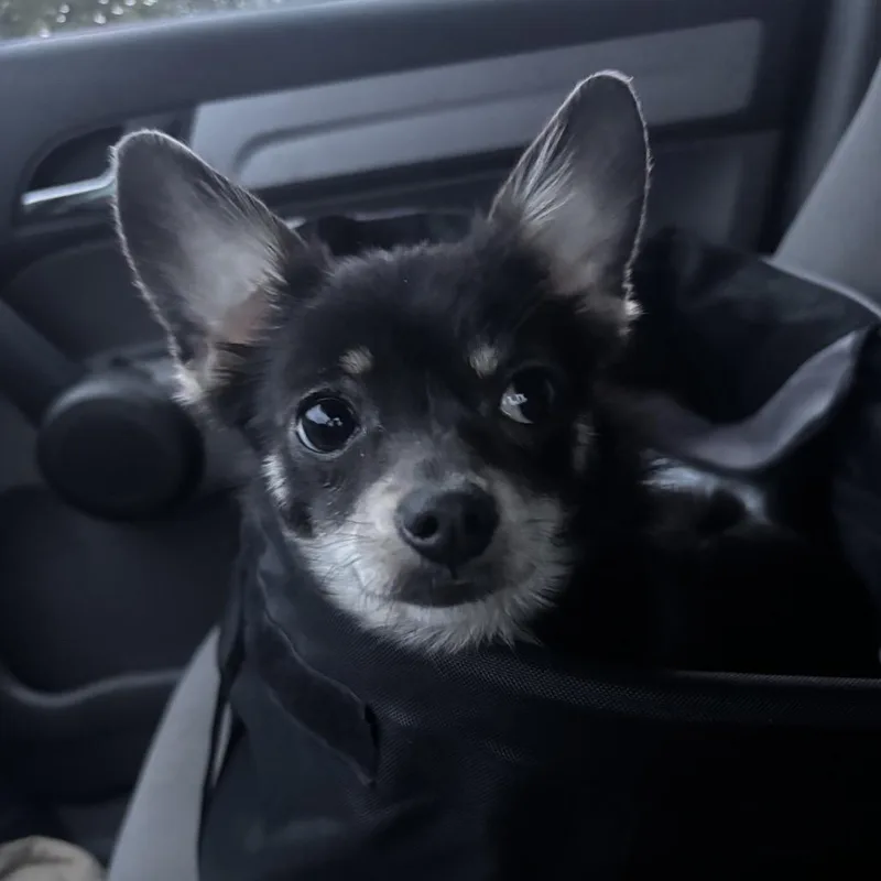 Lulu C thumbnail 3