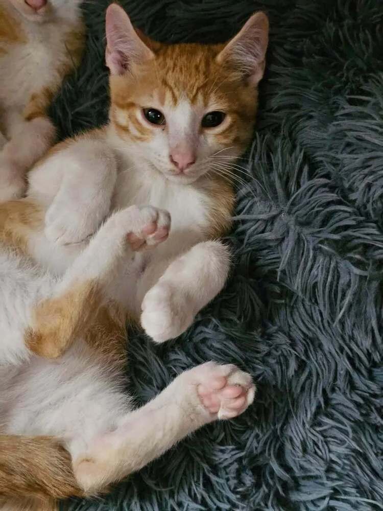 A baby small-sized male Domestic Short Hair cat named Scoot Go. for adoption in Peoria, IL