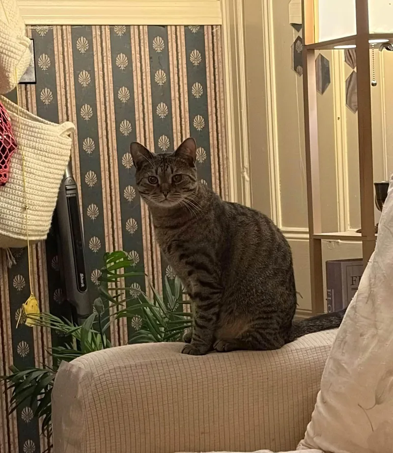 An adult medium-sized male Tabby (Brown / Chocolate) Domestic Short Hair cat named Bogart and Bronson for adoption in Portland, ME