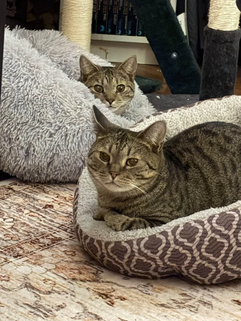 Bogart and Bronson thumbnail 2