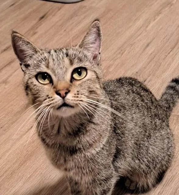 An adult medium-sized female Tabby (Gray / Blue / Silver) Tabby cat named Bon Bon for adoption in Las Cruces, NM