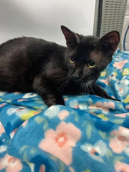 An adult small-sized male Domestic Short Hair cat named Chicken Hat Wizard for adoption in Spruce Pine, NC