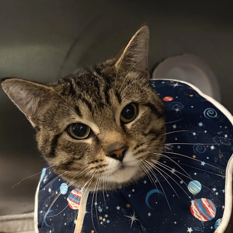 An adult large-sized male Brown / Chocolate Domestic Short Hair cat named Messi for adoption in Deerfield, IL