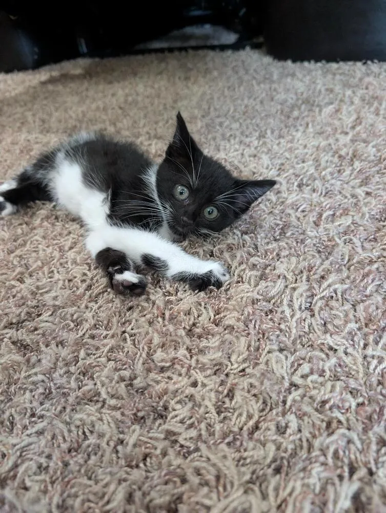 A baby medium-sized female Black & White / Tuxedo Domestic Short Hair cat named Minnie for adoption in Oceanside, CA