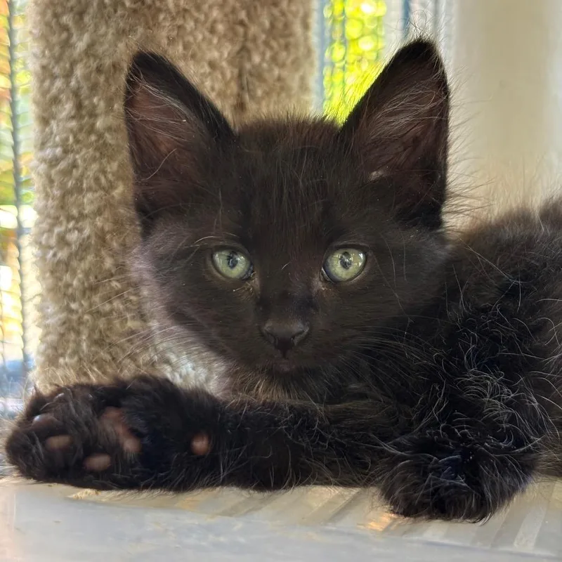 A baby small-sized male Black Domestic Short Hair cat named Ziggy for adoption in Tustin, CA