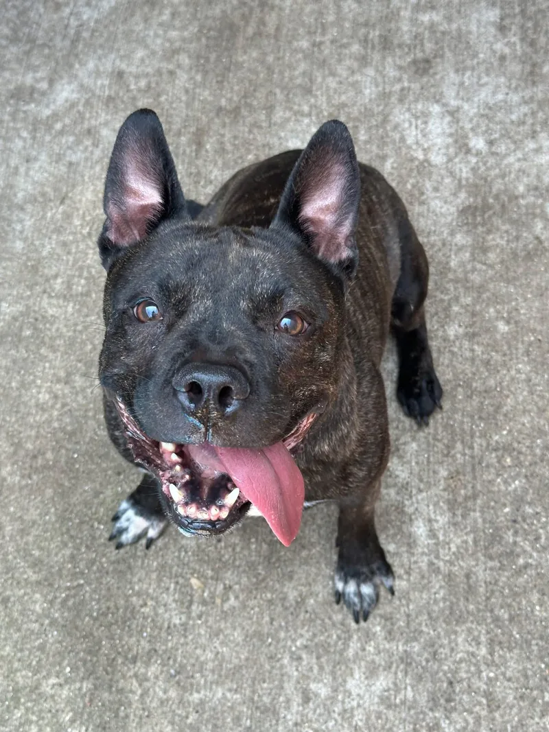 An adult medium-sized male Brindle American Staffordshire Terrier dog named Kazoo for adoption in Chicago, IL