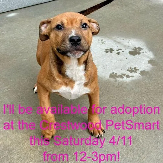 A baby small-sized female Red / Chestnut / Orange Pit Bull Terrier dog named Ragg for adoption in Matteson, IL