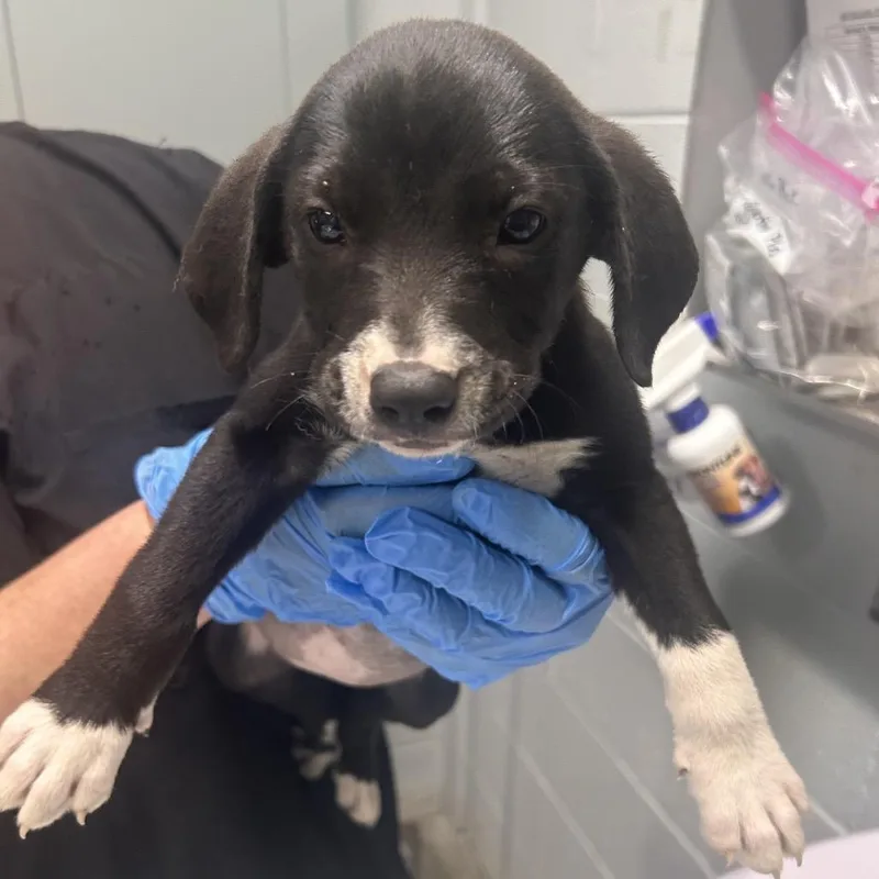A baby small-sized female Black Mixed Breed dog named Joy for adoption in Summerville, SC