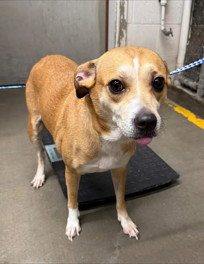 An adult small-sized female Yellow / Tan / Blond / Fawn Chihuahua dog named Lila for adoption in Oakdale, CA