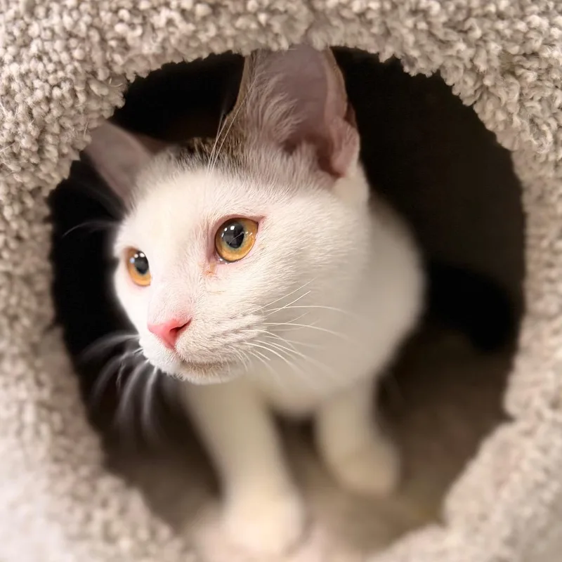 A baby medium-sized male Domestic Short Hair cat named Cerenia for adoption in Gainesville, FL