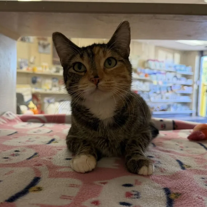 An adult medium-sized female Black Domestic Short Hair cat named Sardine  Meet me for adoption in Buffalo, MN