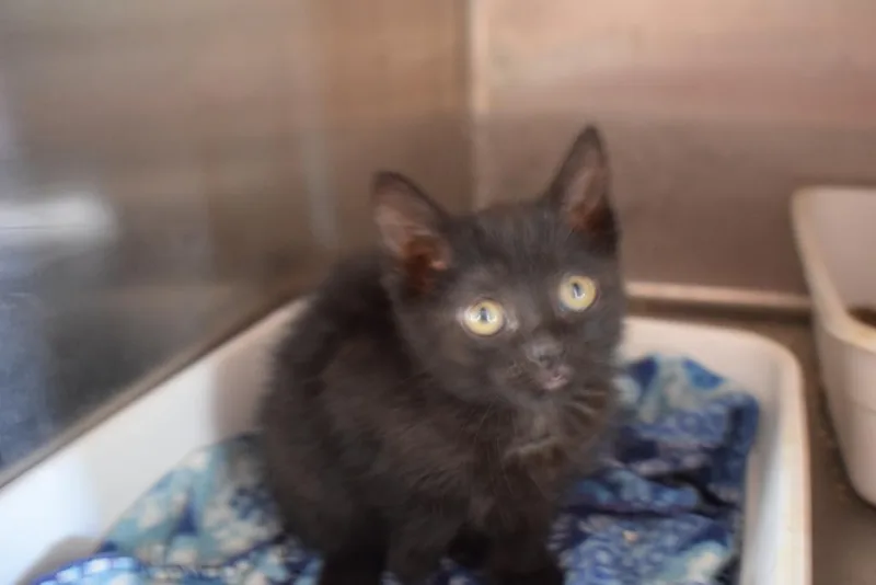A baby small-sized male Domestic Medium Hair cat named Bongo for adoption in Pahrump, NV