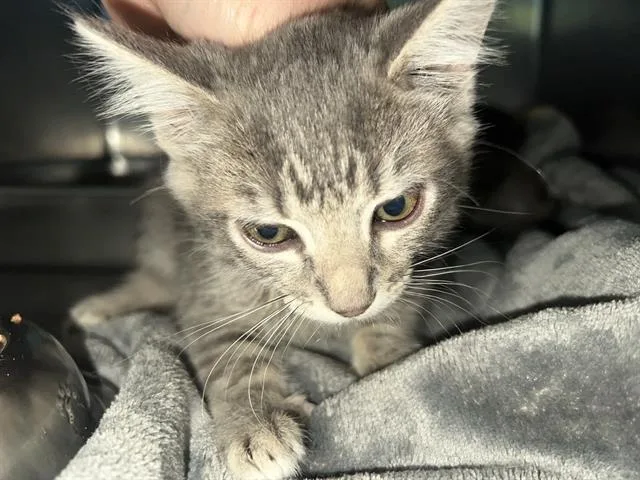 A baby small-sized male Domestic Short Hair cat named Conagree for adoption in Antioch, CA