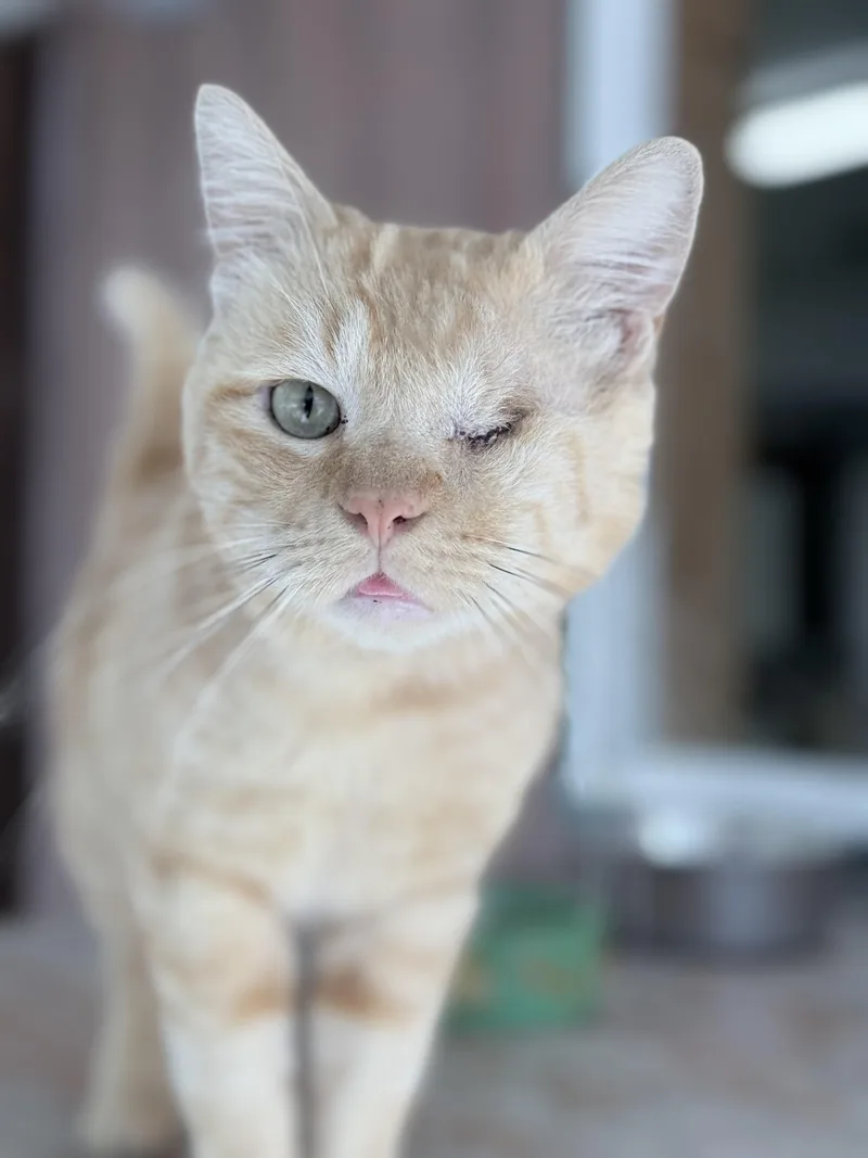 An adult medium-sized male Orange & White Domestic Short Hair cat named Chipotle for adoption in Quilcene, WA