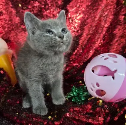 A baby small-sized female Domestic Short Hair cat named Blyss for adoption in Conway, SC