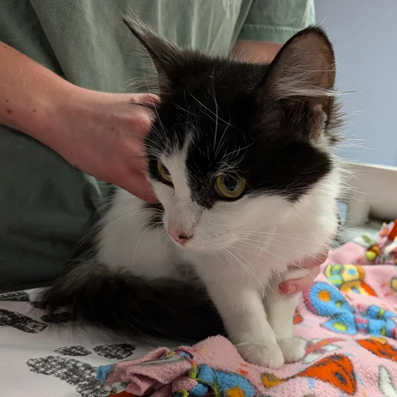 A young small-sized female Black Domestic Medium Hair cat named Virginia Dare for adoption in Falls Church, VA