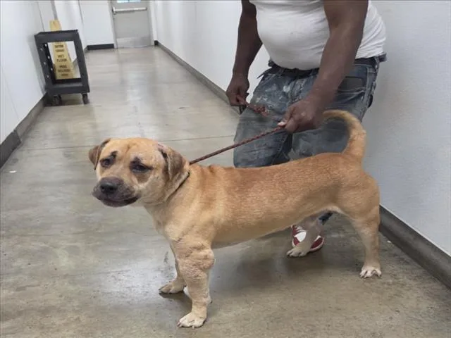 An adult large-sized male Boerboel dog named Bubba for adoption in Van Nuys, CA