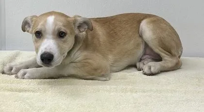 A young medium-sized male Pit Bull Terrier dog named Jax for adoption in Phoenix, AZ