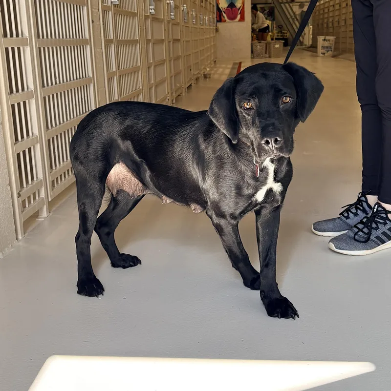 An adult medium-sized female Black Labrador Retriever dog named Slushie for adoption in Chicago, IL