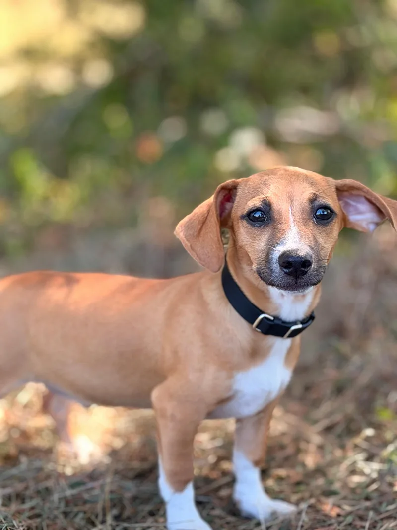 A baby small-sized male Brown / Chocolate Dachshund dog named Tully Transport for adoption in Gradyville, KY